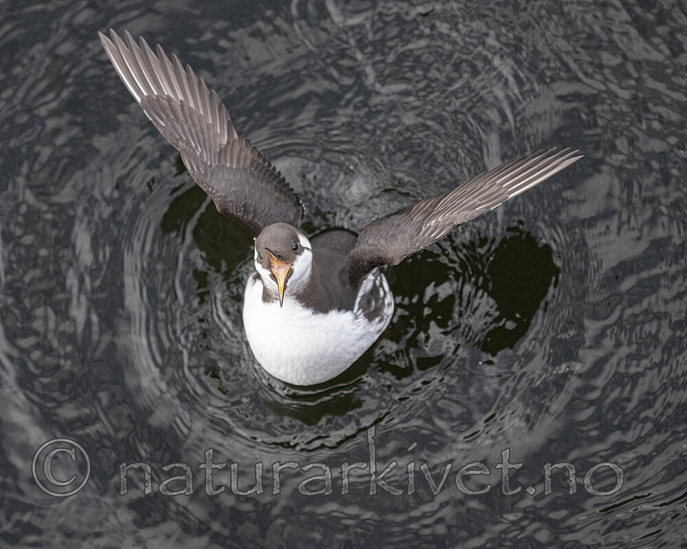 BB_20251023_0011 / Uria aalge / Lomvi