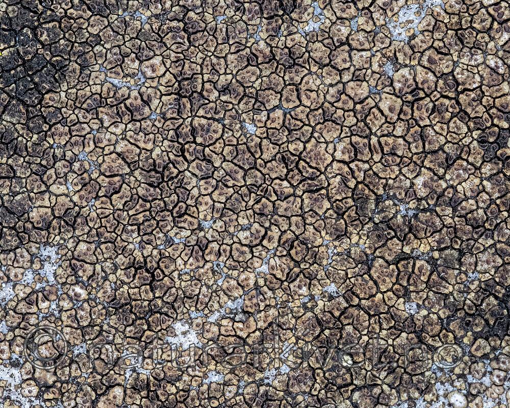 BB_20251029_0108 / Acarospora impressula