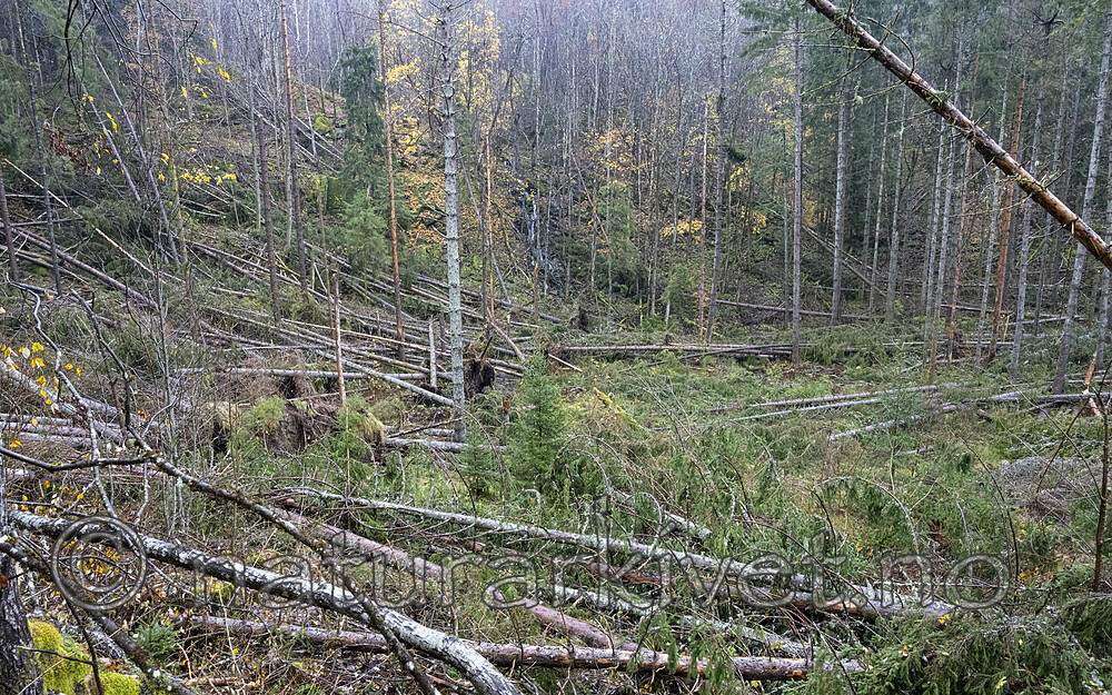 BB_20251101_0002 / Picea abies / Gran