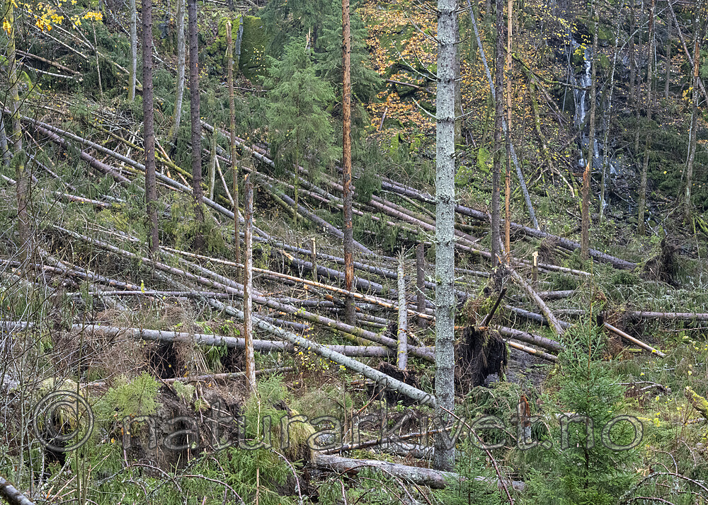 BB_20251101_0003 / Picea abies / Gran