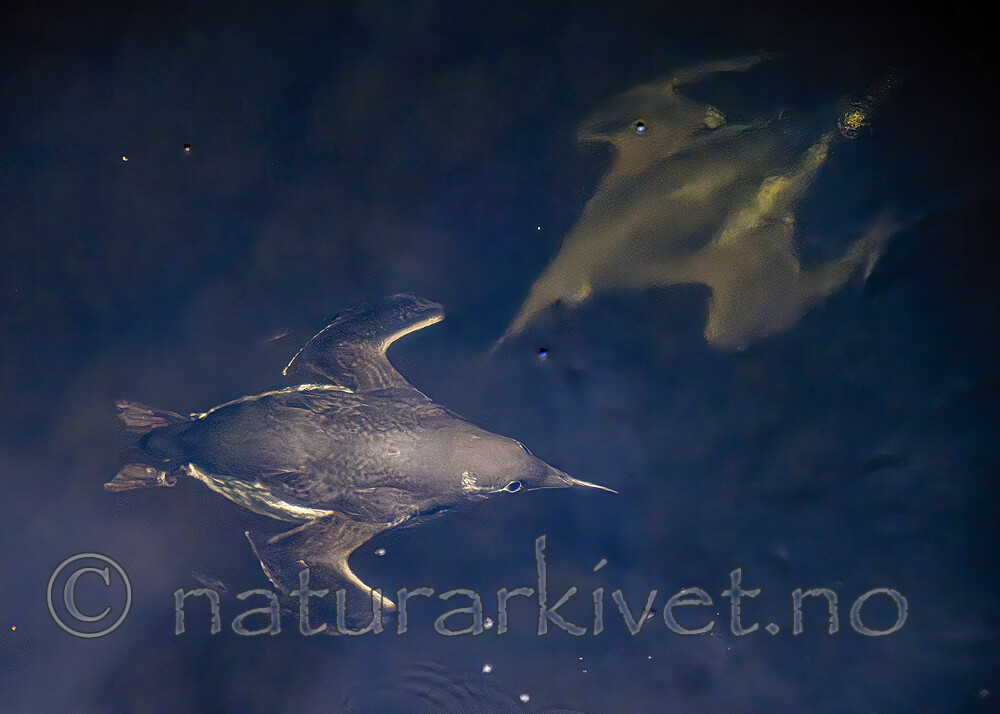 BB_20251107_0115 / Uria aalge / Lomvi