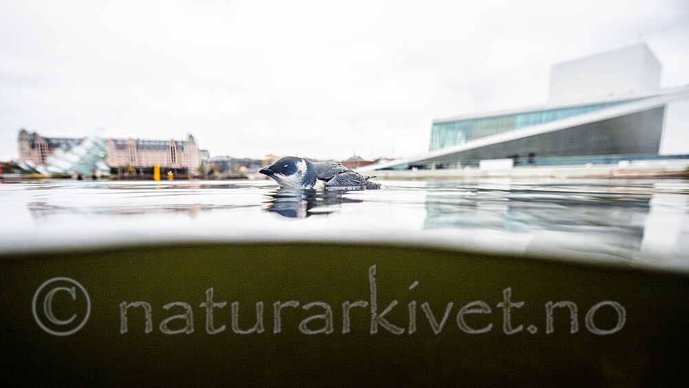 BB_20251107_0182 / Alle alle / Alkekonge