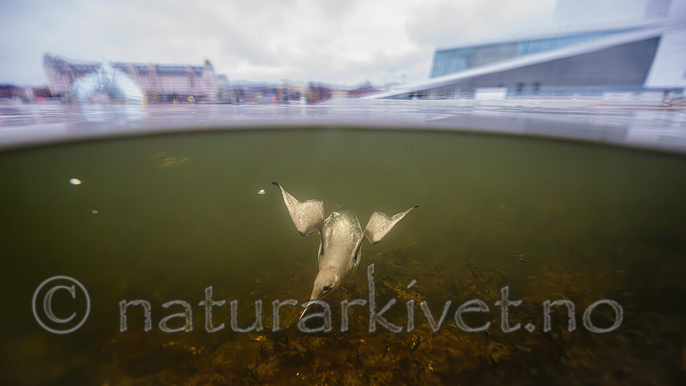 BB_20251107_0273 / Uria aalge / Lomvi