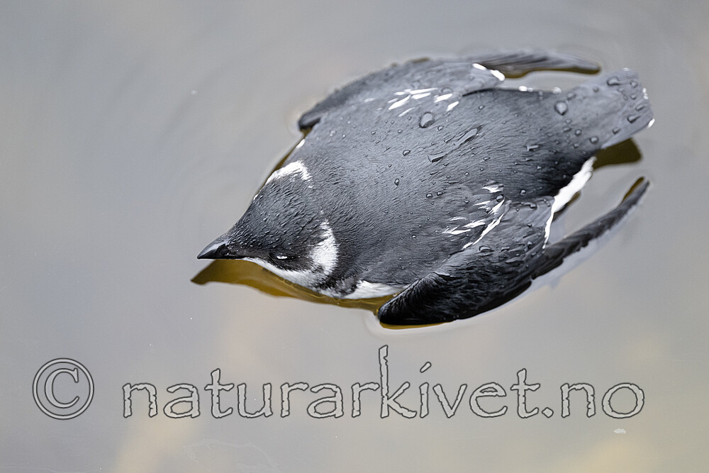 BB_20251107_0301 / Alle alle / Alkekonge