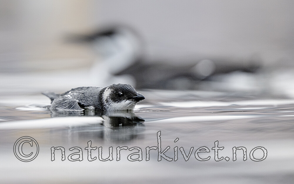 BB_20251107_0323 / Alle alle / Alkekonge