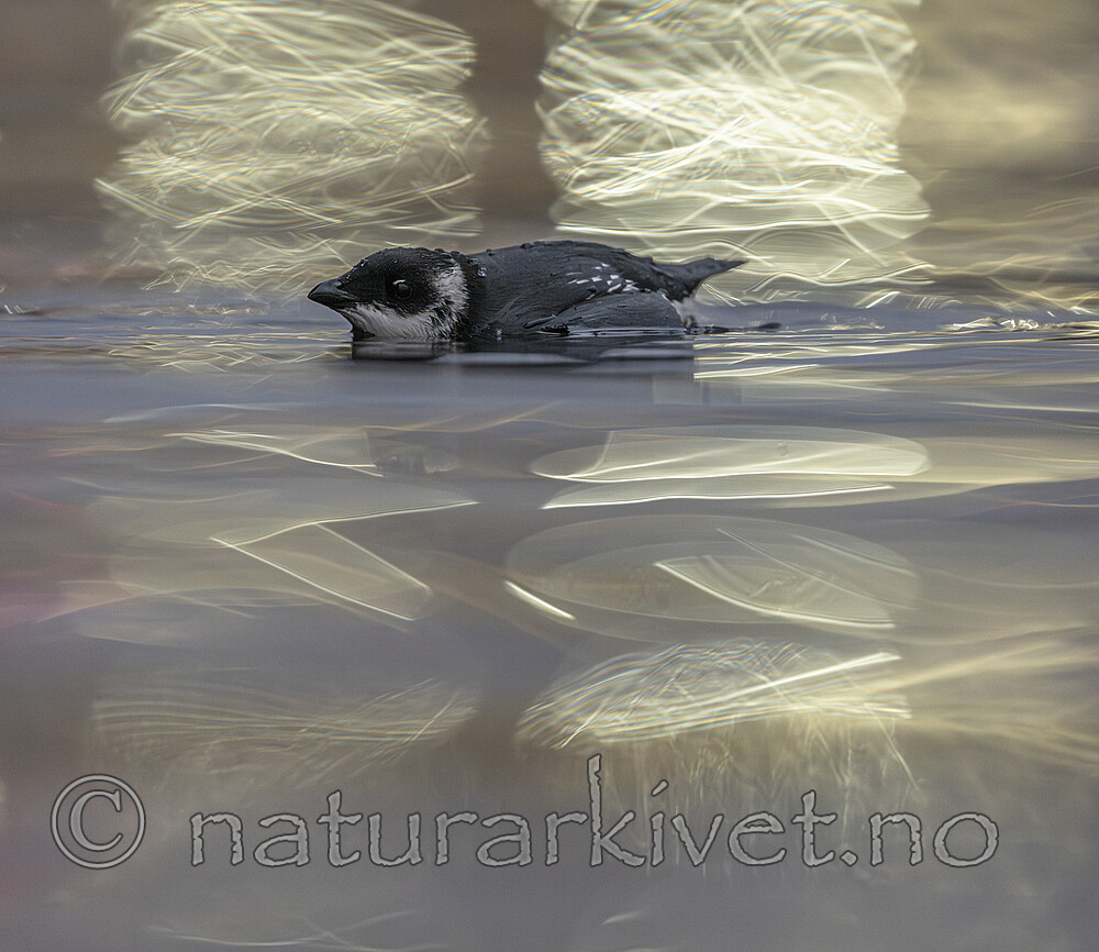 BB_20251107_0484 / Alle alle / Alkekonge