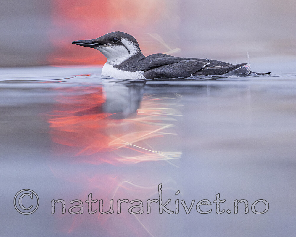 BB_20251107_0505 / Uria aalge / Lomvi