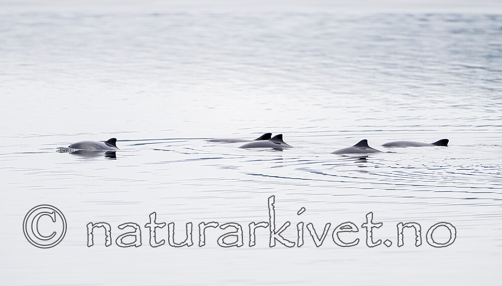 BB_20251223_0104 / Phocoena phocoena / Nise