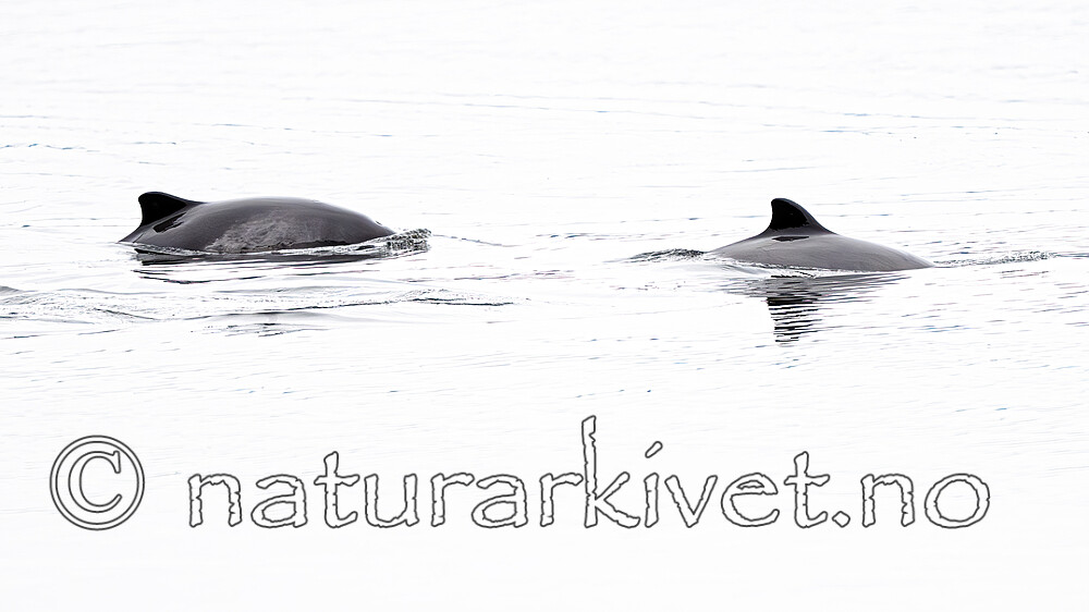 BB_20251223_0194 / Phocoena phocoena / Nise