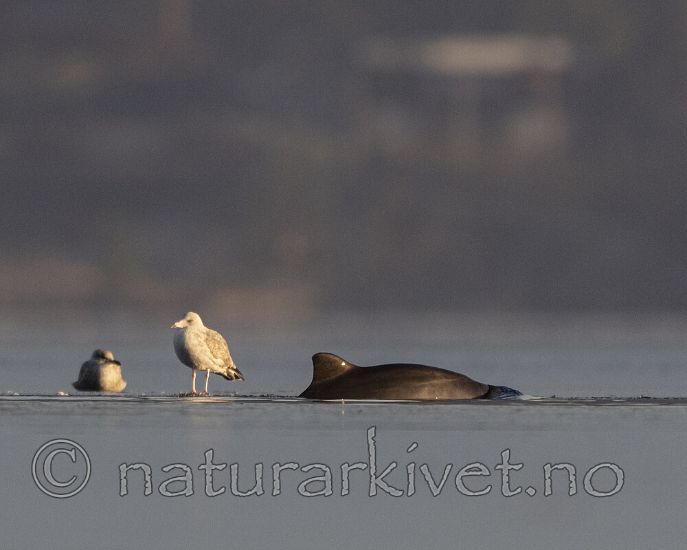 BB_20251226_0041 / Phocoena phocoena / Nise