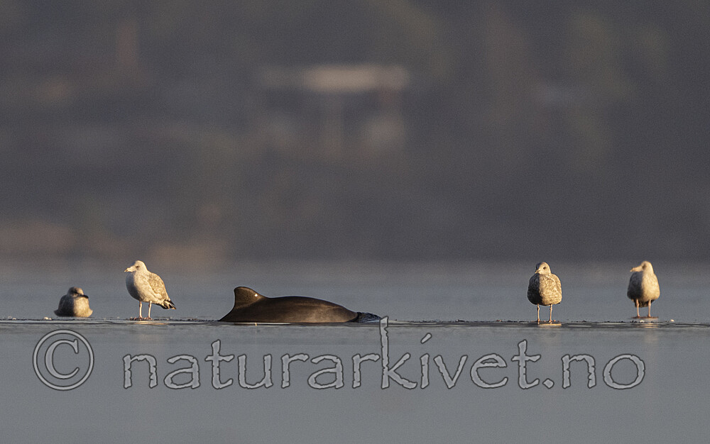 BB_20251226_0042 / Phocoena phocoena / Nise