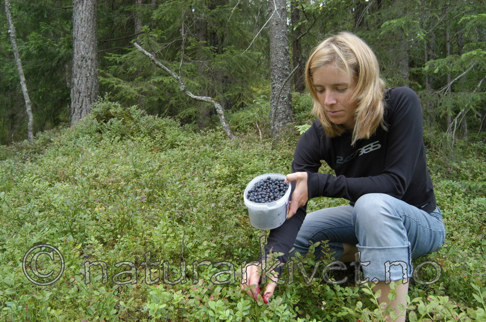 DSC_0262 / Vaccinium myrtillus / Blåbær