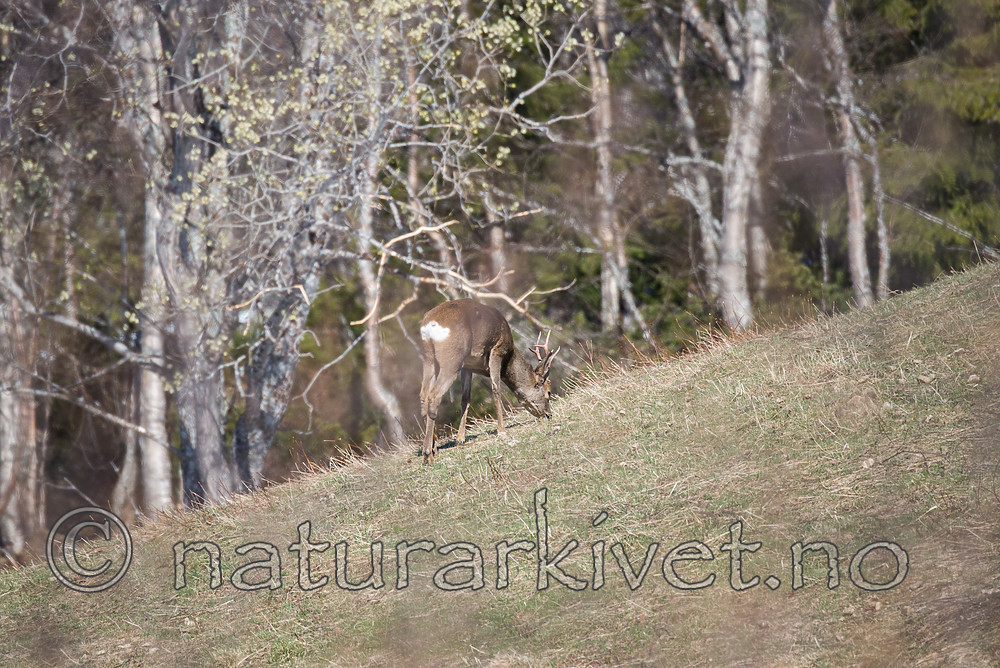 DSC_0361 / Capreolus capreolus / Rådyr