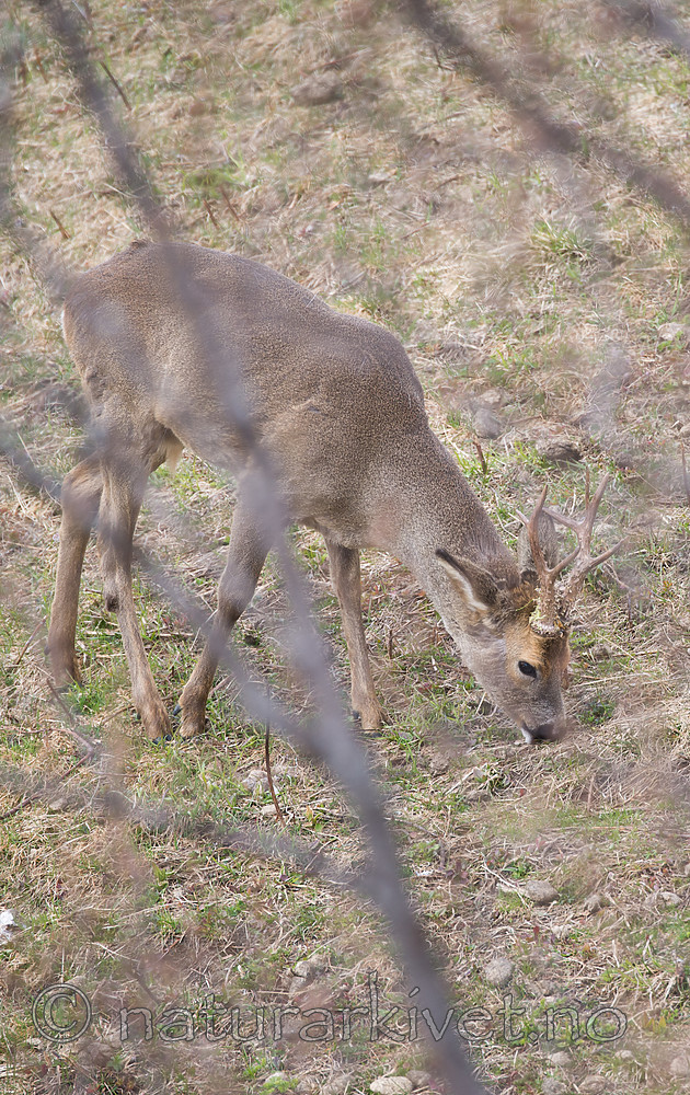 DSC_0398 / Capreolus capreolus / Rådyr