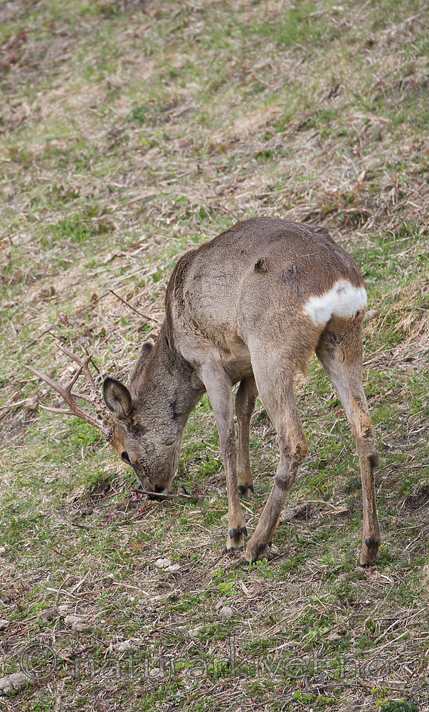 DSC_0405 / Capreolus capreolus / Rådyr