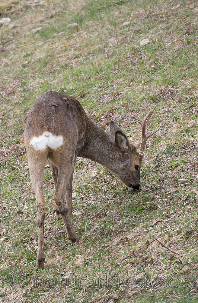 DSC_0407 / Capreolus capreolus / Rådyr