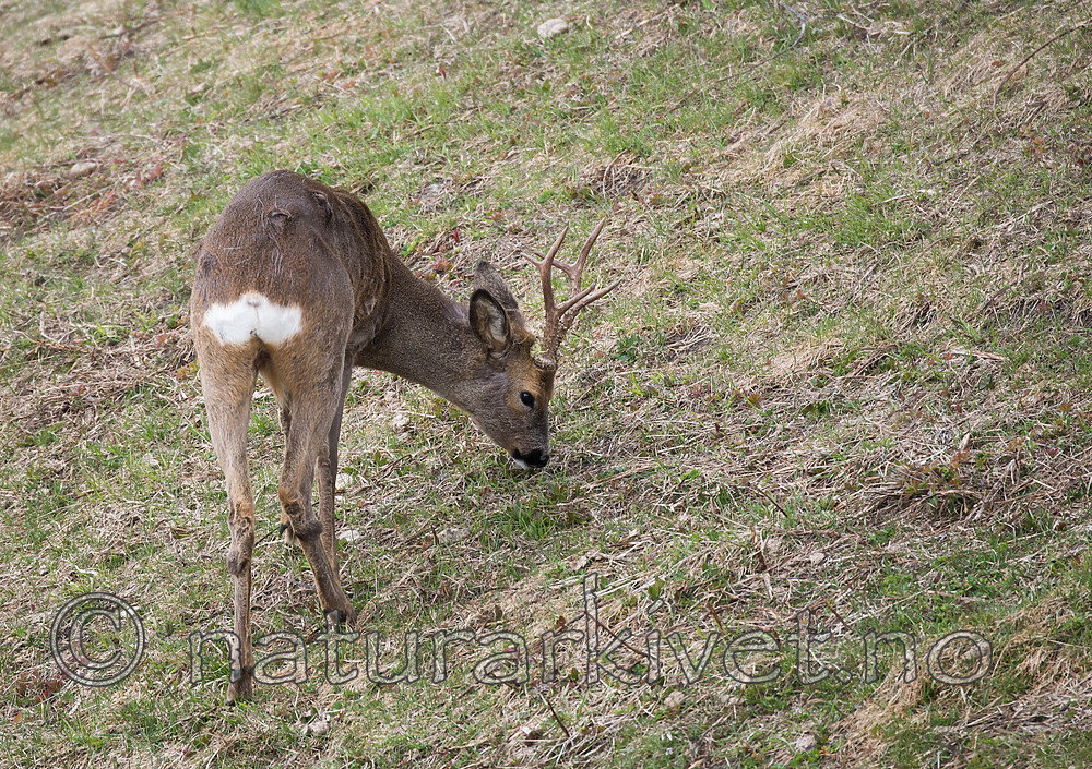 DSC_0408 / Capreolus capreolus / Rådyr