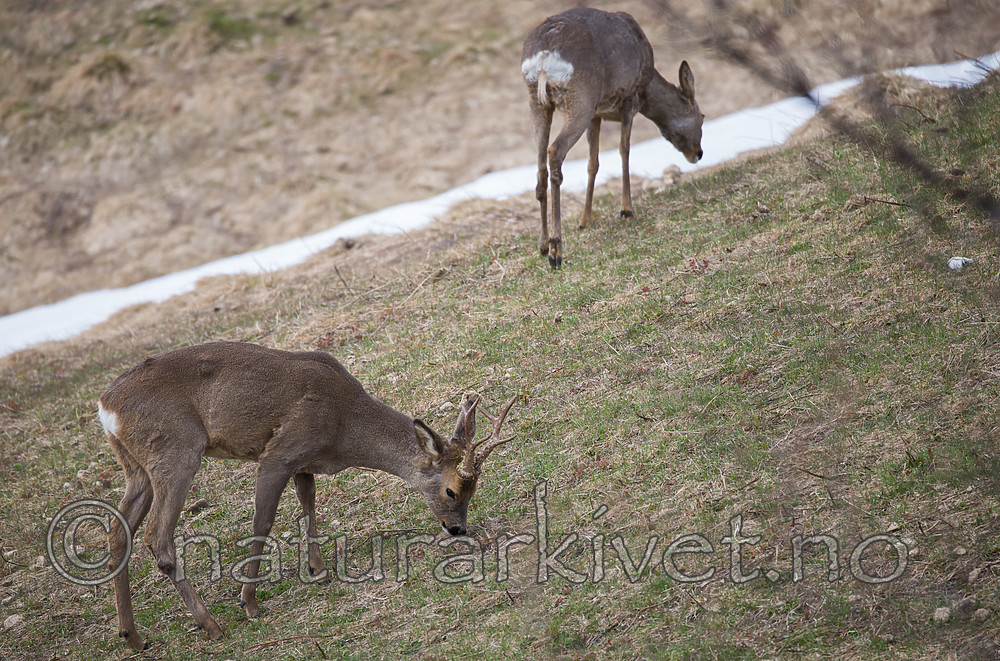 DSC_0422 / Capreolus capreolus / Rådyr