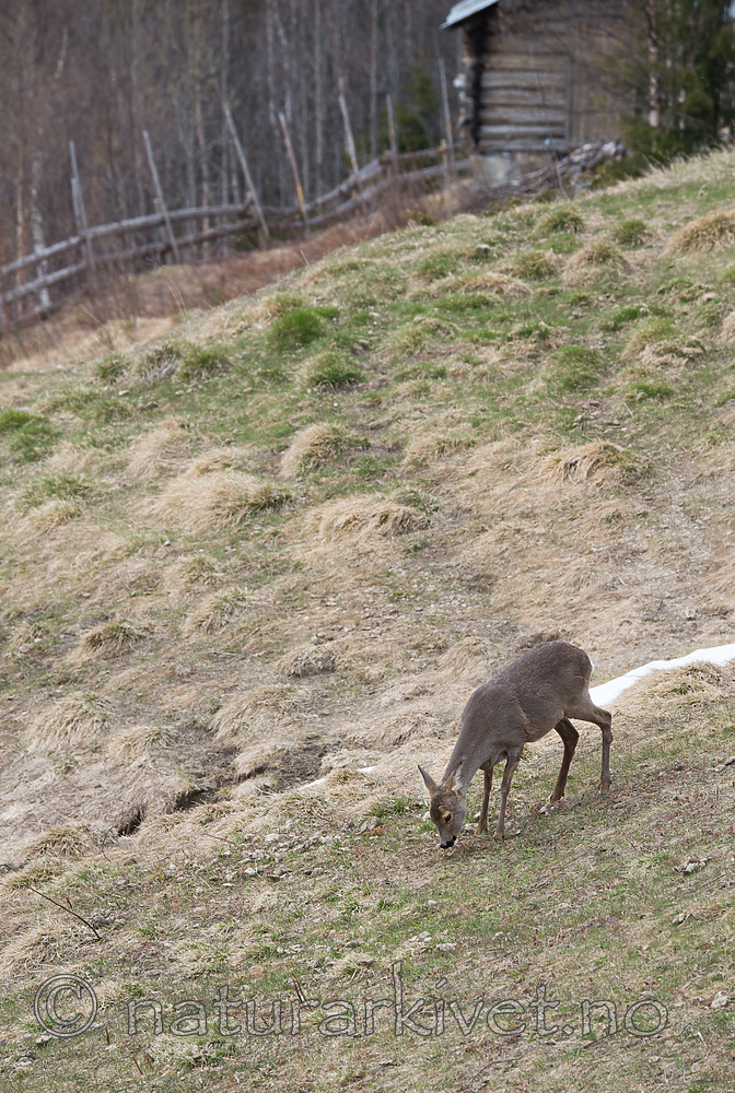 DSC_0452 / Capreolus capreolus / Rådyr