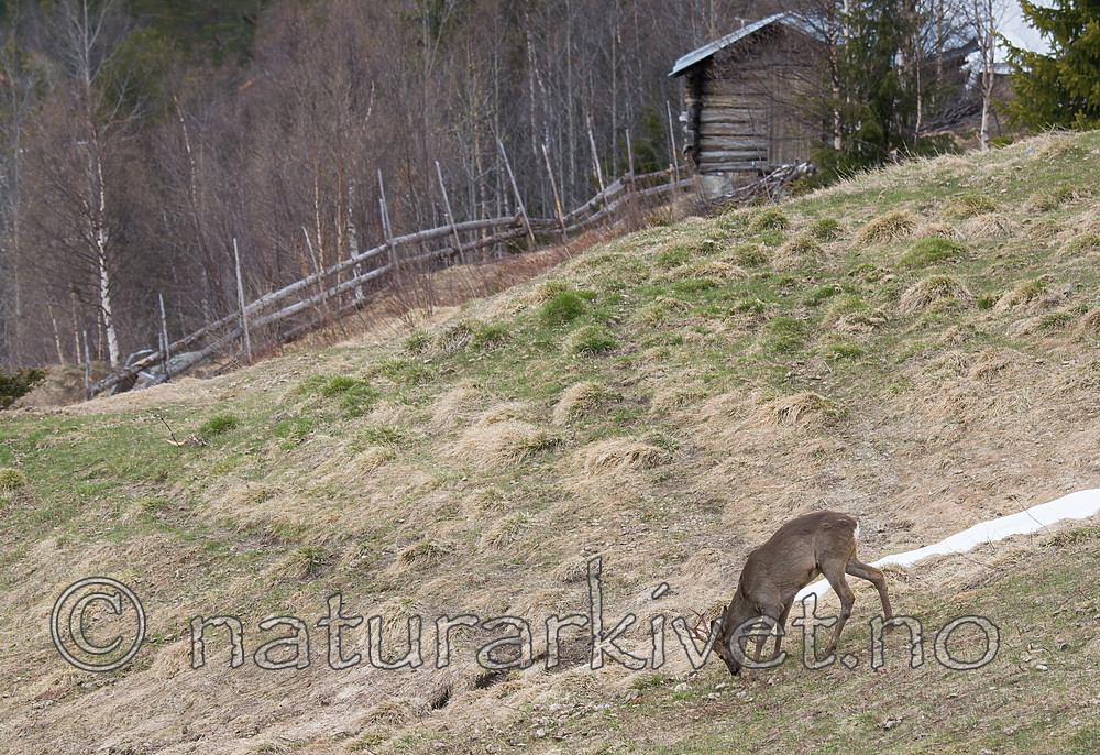 DSC_0479 / Capreolus capreolus / Rådyr