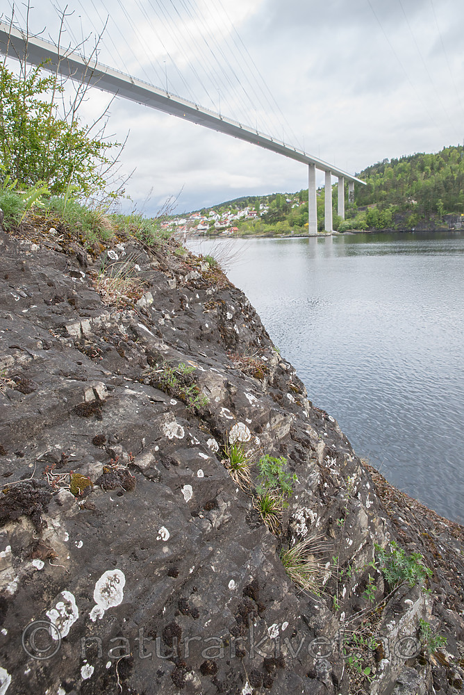 DSC_0526 / Lobothallia radiosa / Kalkskiferlav