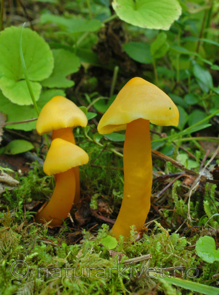 DSC_0569 / Hygrocybe quieta / Rødskivevokssopp