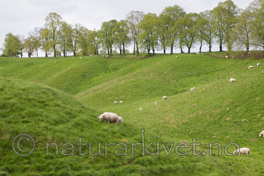 DSC_0619 / Ovis aries / Sau