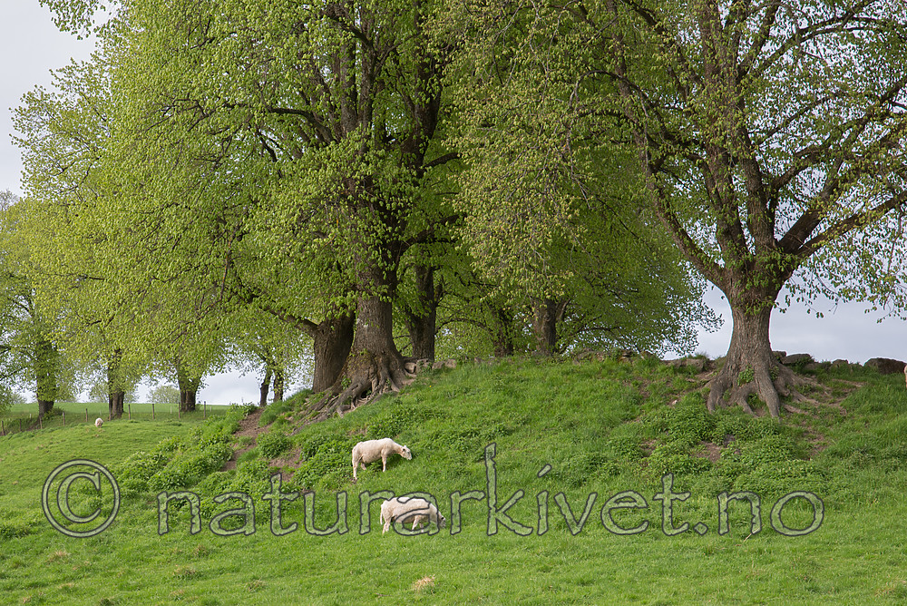 DSC_0661 / Ovis aries / Sau