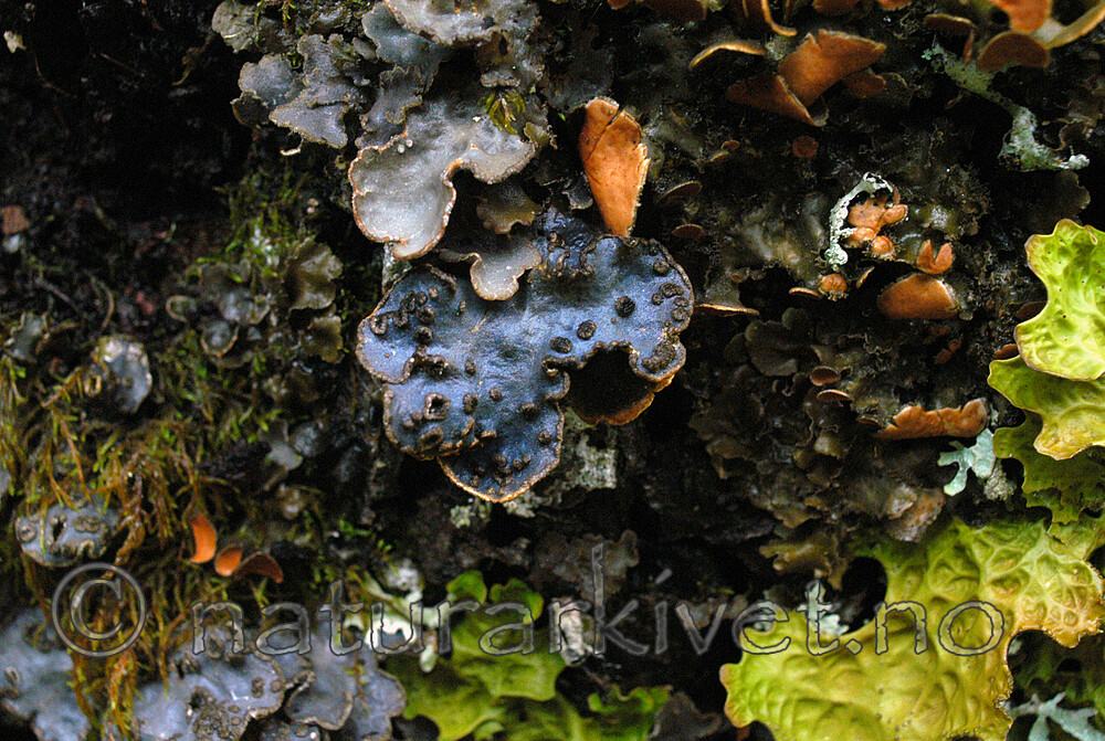 DSC_0803 / Lobaria hallii / Fossenever <br /> Lobaria pulmonaria / Lungenever <br /> Lobaria scrobiculata / Skrubbenever