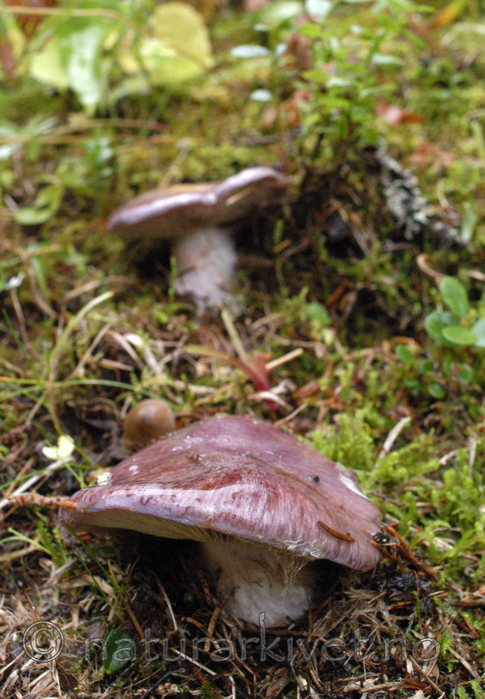 DSC_0842 / Cortinarius cumatilis / Praktslørsopp