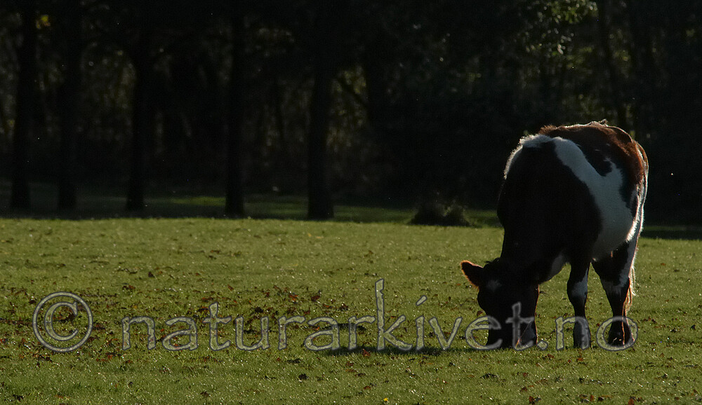 DSC_1114 / Bos taurus / Storfe