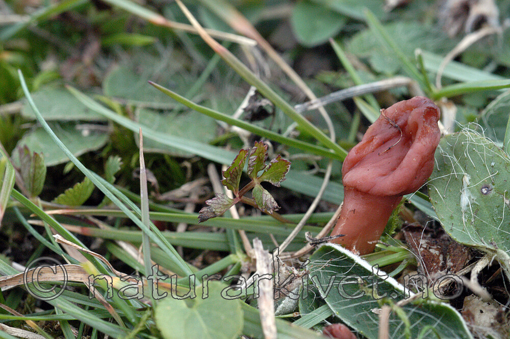 DSC_1218 / Microglossum fuscorubens / Kobbertunge