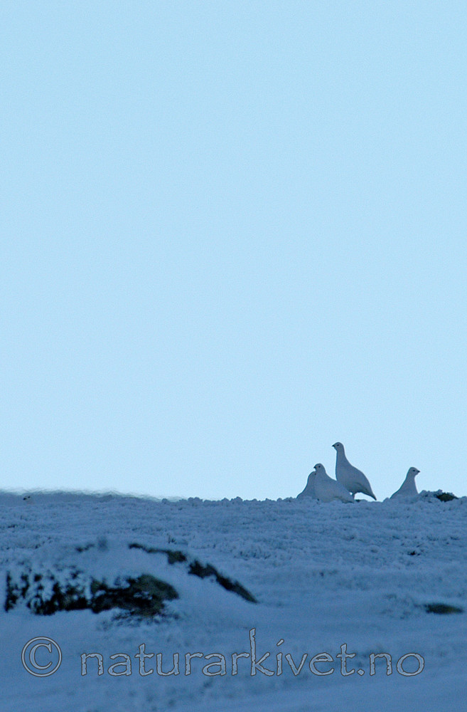 DSC_1535 / Lagopus muta / Fjellrype