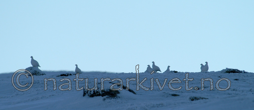 DSC_1536 / Lagopus muta / Fjellrype