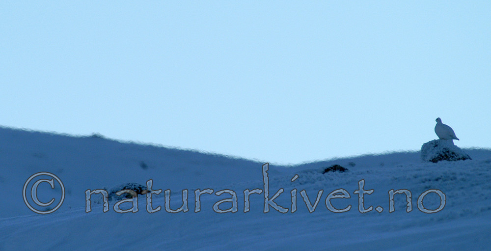 DSC_1538 / Lagopus muta / Fjellrype