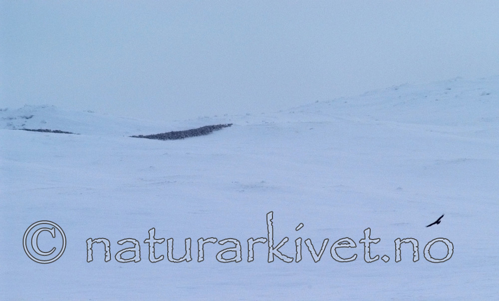DSC_1663_2 / Aquila chrysaetos / Kongeørn <br /> Rangifer tarandus / Rein