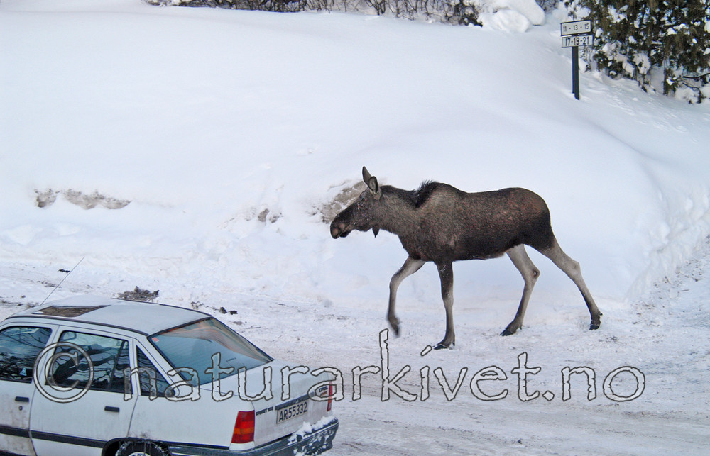 DSC_1714_2 / Alces alces / Elg