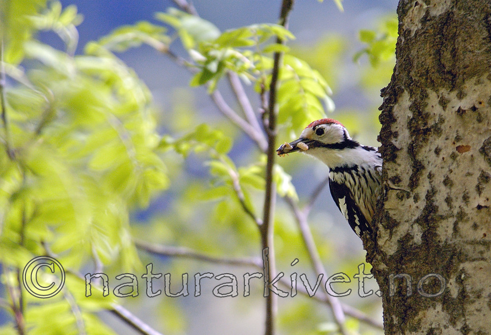 DSC_4473 / Dendrocopos leucotos / Hvitryggspett