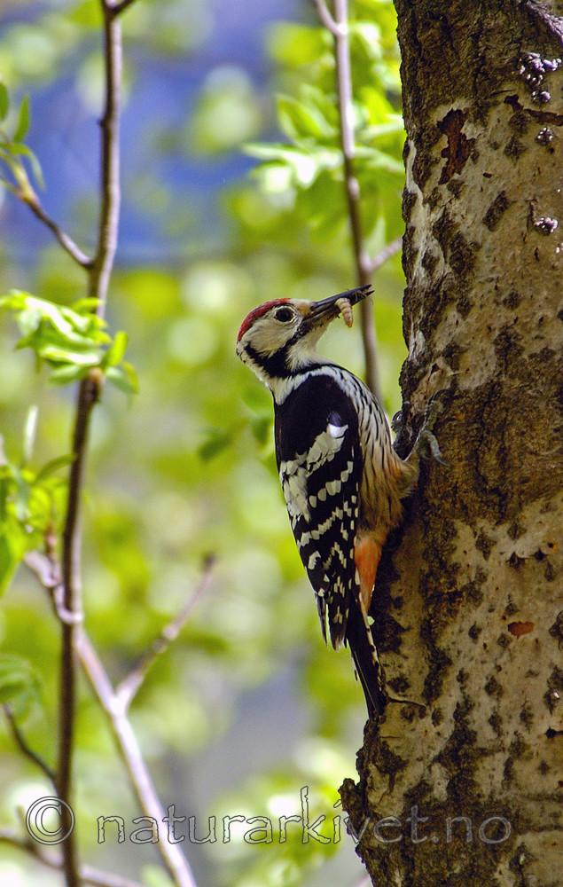 DSC_4527 / Dendrocopos leucotos / Hvitryggspett