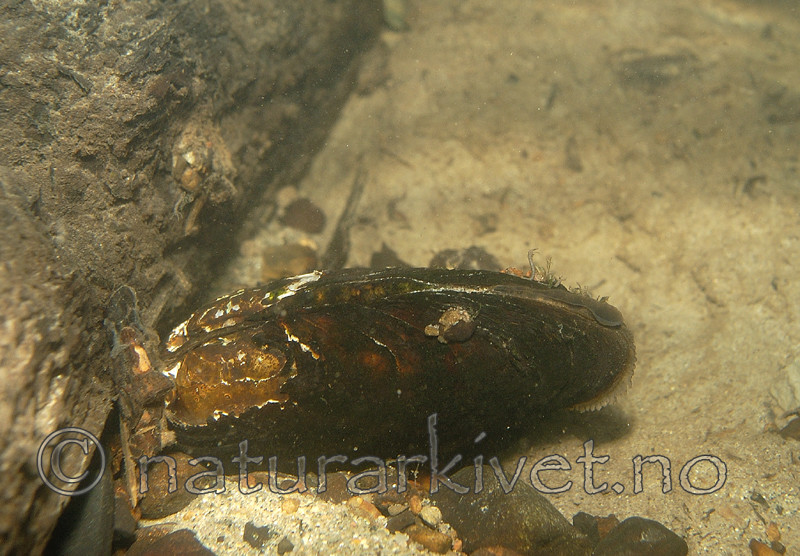 DSC_4920 / Aartsenia candida <br /> Margaritifera margaritifera / Elvemusling