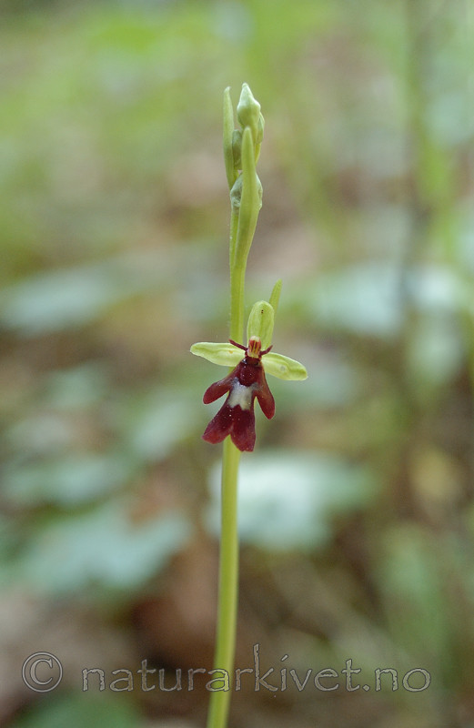 DSC_4988 / Ophrys insectifera / Flueblom