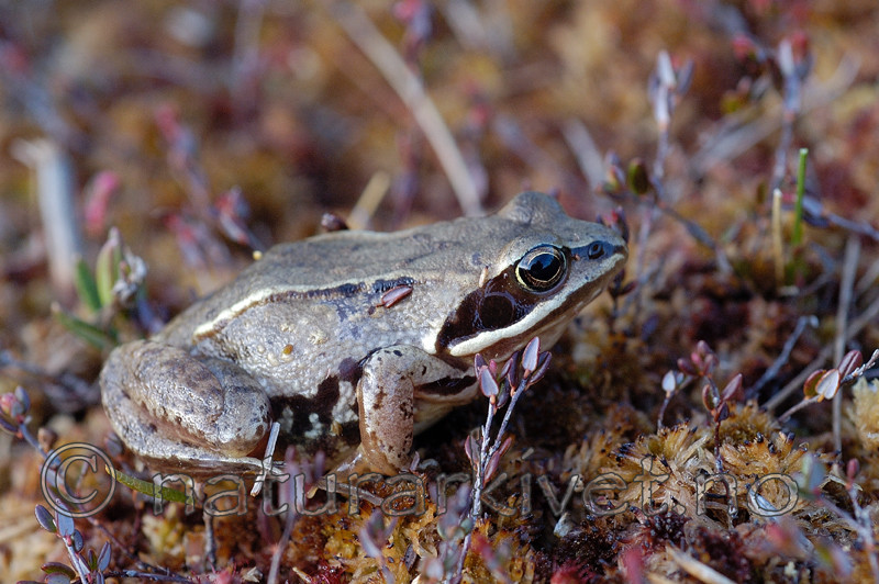 DSC_5058 / Rana arvalis / Spissnutefrosk