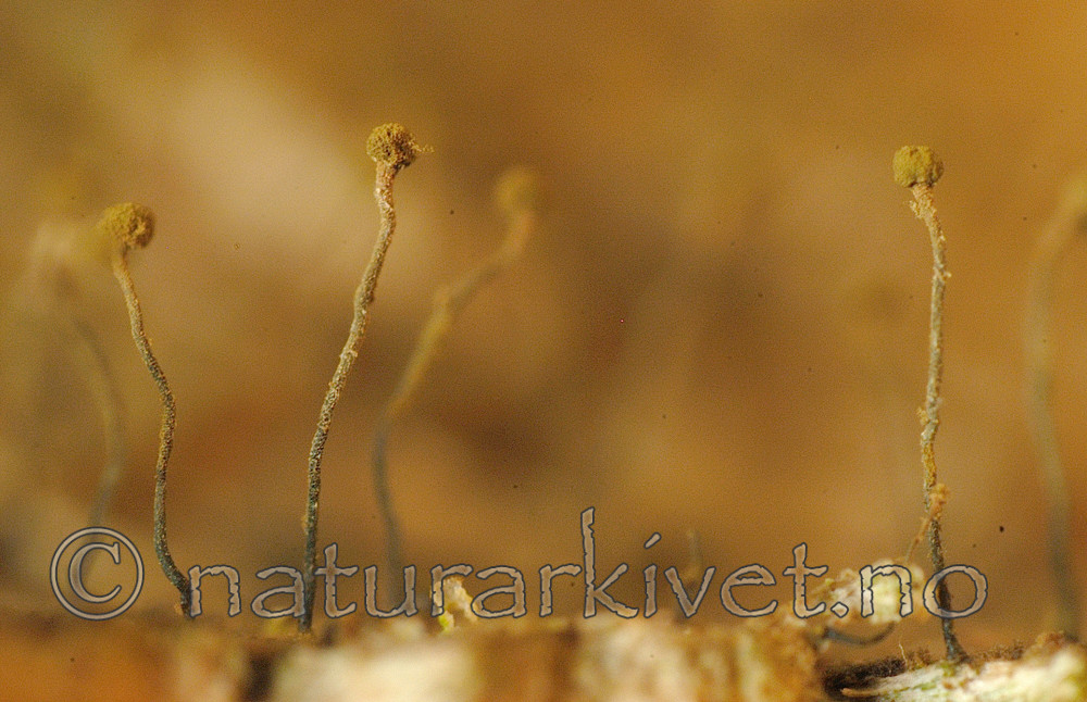 DSC_5472 / Chaenotheca gracillima / Langnål