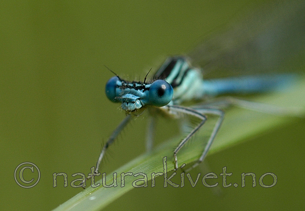 DSC_5494 / Platycnemis pennipes / Elvevannymfe