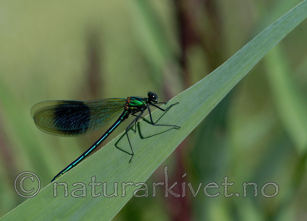 DSC_5568 / Calopteryx splendens / Blåbånd-vannymfe