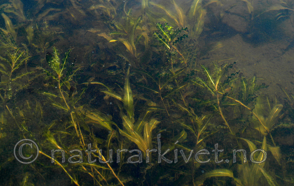 DSC_5607 / Potamogeton crispus / Krustjernaks