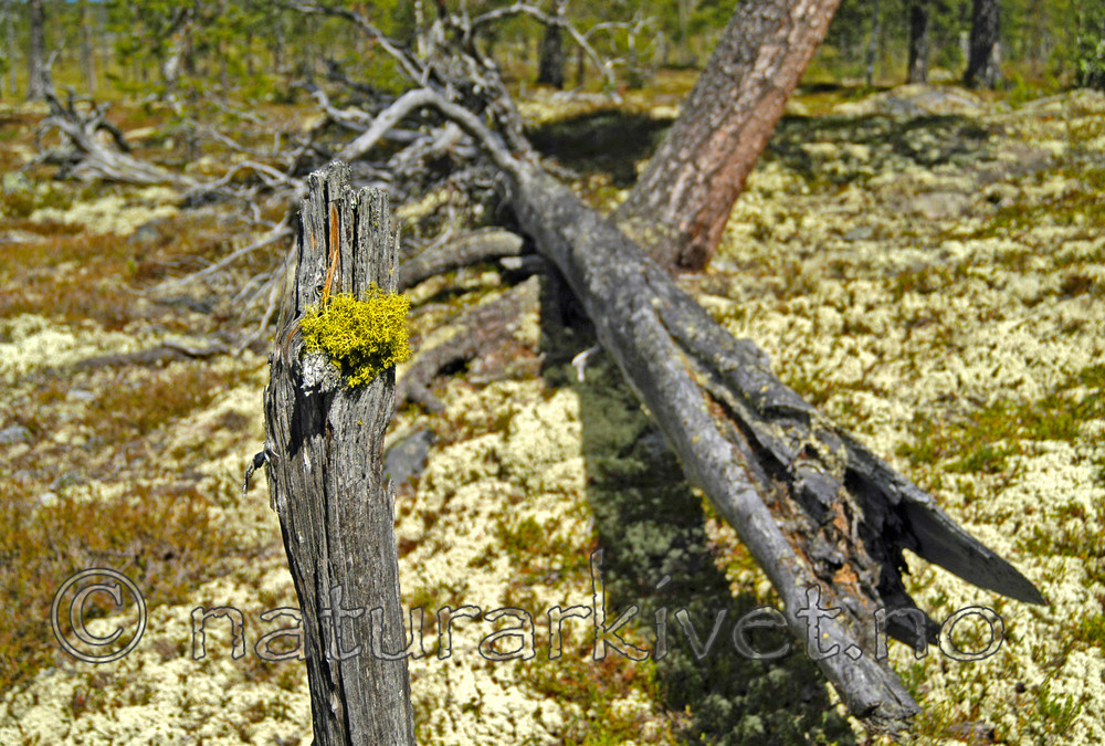DSC_5676_2 / Letharia vulpina / Ulvelav