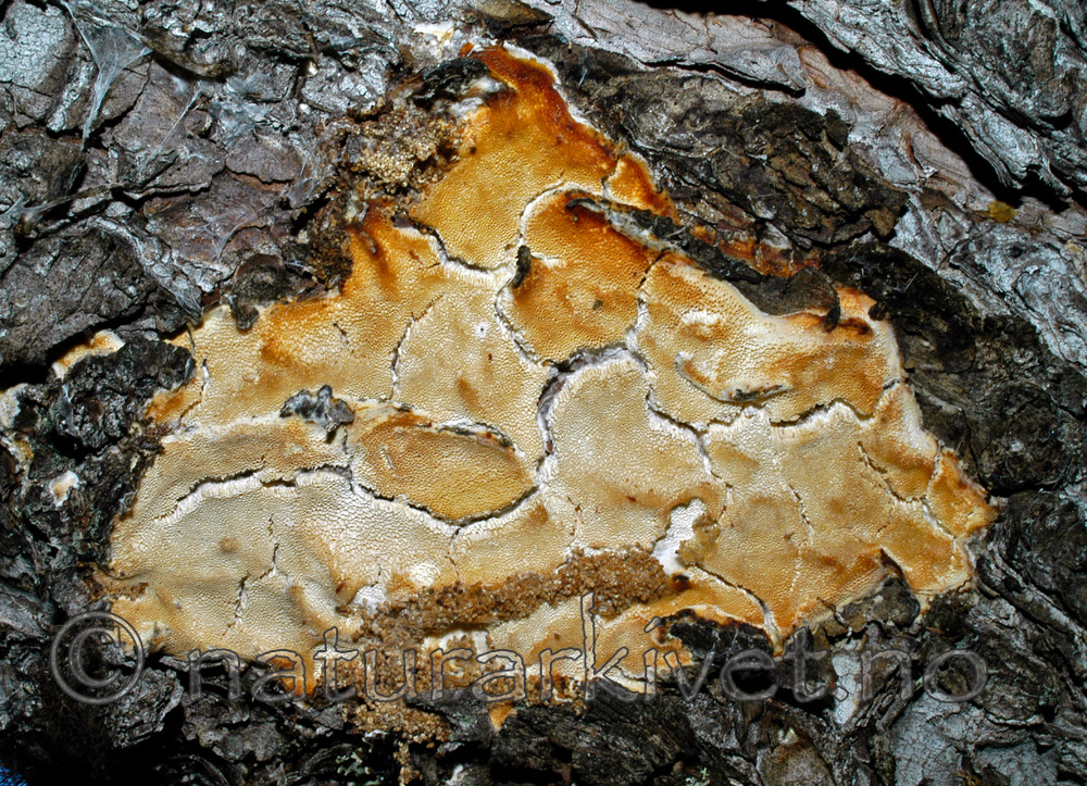 DSC_5767_2 / Diplomitoporus crustulinus / Sprekkjuke