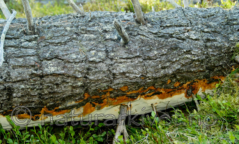 DSC_5780 / Perenniporia subacida / Dynekjuke