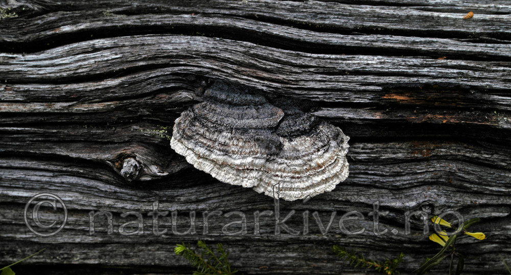DSC_5858 / Gloeophyllum protractum / Langkjuke